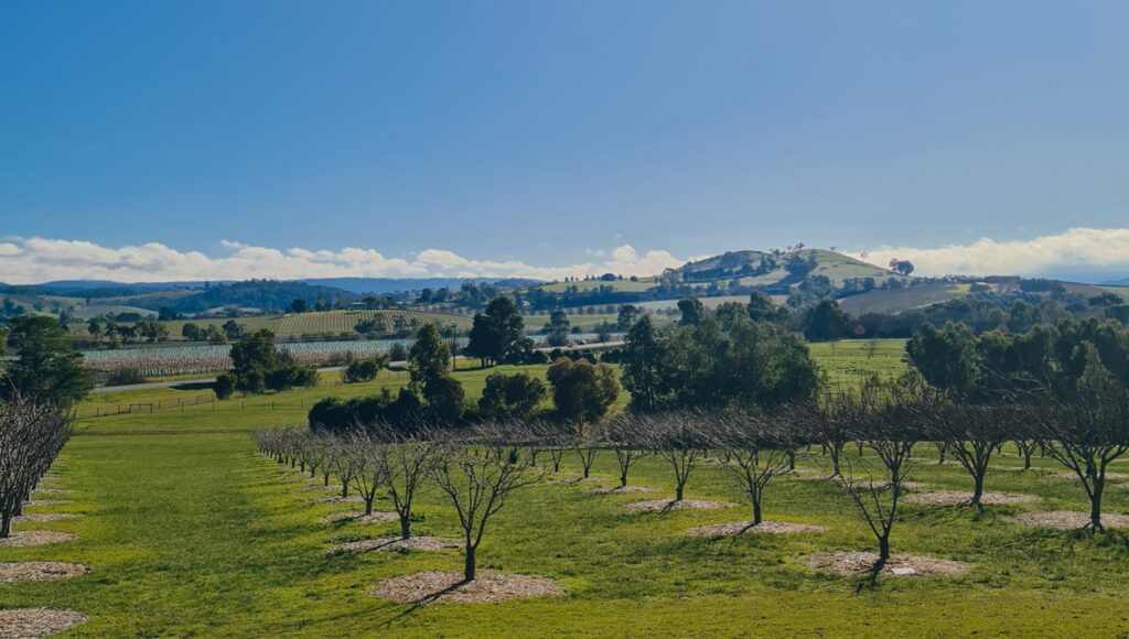 Yarra Valley Day Trip: Best Things To Do